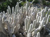 Austrocylindropuntia vestita