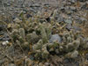 Austrocylindropuntia vestita