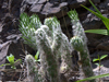 Austrocylindropuntia vestita