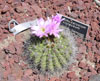 Acanthocalycium spiniflorum