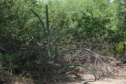 acanthocereus in Nicaragua