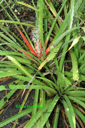 fungus in Nicaragua