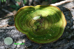 fungus in Nicaragua