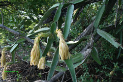 hylocereus in Nicaragua