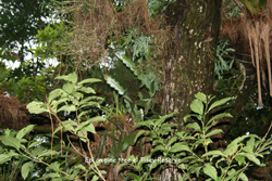 Epi cacti on a pine tree