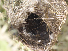 Cactus Wren in Buckhorn Cholla