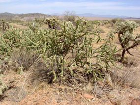 Cylindropuntia acanthocarpa - Buckhorn Cholla