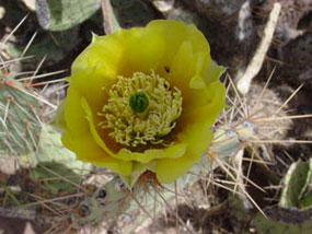 Cylindropuntia acanthocarpa - Buckhorn Cholla