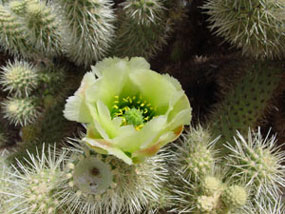 Cylindropuntia bigelovii - Teddy Bear Cholla
