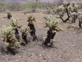 Cylindropuntia bigelovii - Teddy Bear Cholla
