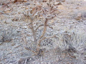 Cylindropuntia Echinocarpa -Silver Cholla