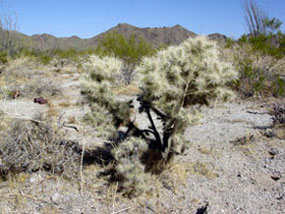 Cylindropuntia echinocarpa -Golden Cholla