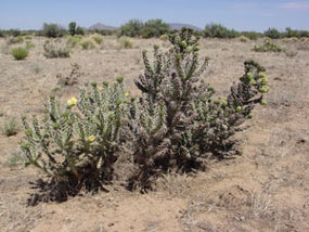 Cylindropuntia imbricata -Tree Cholla