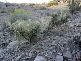 Cylindropuntia ramosissima -Diamond Cholla