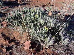 Cylindropuntia whipplei - Whipple's Cholla