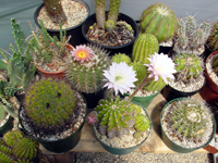 desert cactus plants
