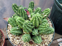 shriveled cactus