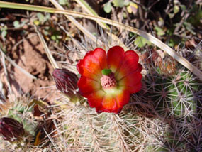 Echinocereus coccineus - Arizona Hedgehog