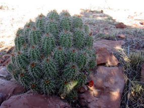 Echinocereus coccineus - Arizona Hedgehog