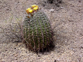 Ferocactus wislizeni - Arizona Barrel Cactus