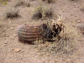 Fallen Ferocactus wislizeni