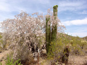 Flowers on related plants