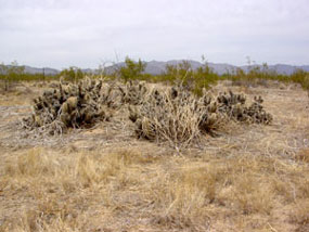 Grusonia parishii - Parish Cholla