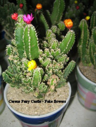fake flowers on cactus