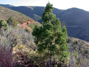 Pinon Pine