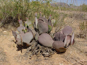 Opuntia basilaris -Beavertail Prickly pear