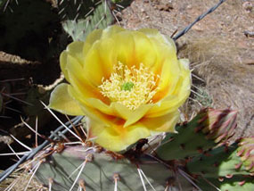 Opuntia englemannii -Englemans Prickly Pear