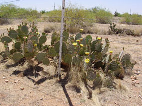 Opuntia englemannii -Englemans Prickly Pear