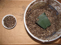 fill cactus seed pots