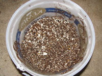 moist seed sowing soil