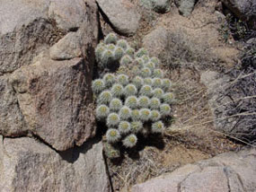 Echinocereus coccineus - Arizona Hedgehog