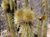 Bergerocactus emoryi