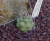 Matucana madisoniorum