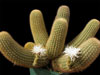 Brachycereus nesioticus