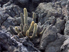 Brachycereus nesioticus