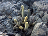 Brachycereus nesioticus