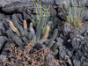 Brachycereus nesioticus