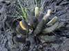 Brachycereus nesioticus