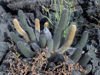 Brachycereus nesioticus