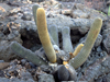 Brachycereus nesioticus