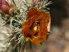 Cylindropuntia acanthocarpa