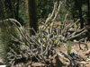 Cylindropuntia acanthocarpa