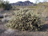 Cylindropuntia acanthocarpa