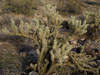 Cylindropuntia acanthocarpa