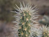 Cylindropuntia acanthocarpa