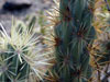 Cylindropuntia acanthocarpa